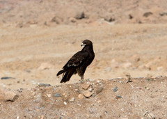 Kiljukotka Aquila clanga Greater Spotted Eagle imm.