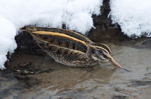 Jänkäkurppa Lymnocryptes minimus  Jack Snipe