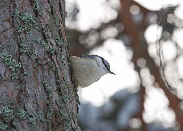 Pähkinänakkeli Sitta europaea ssp europaea Nuthatch