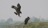 Kiljukotkat Greater Spotted Eagle Aquila clanga younger and older