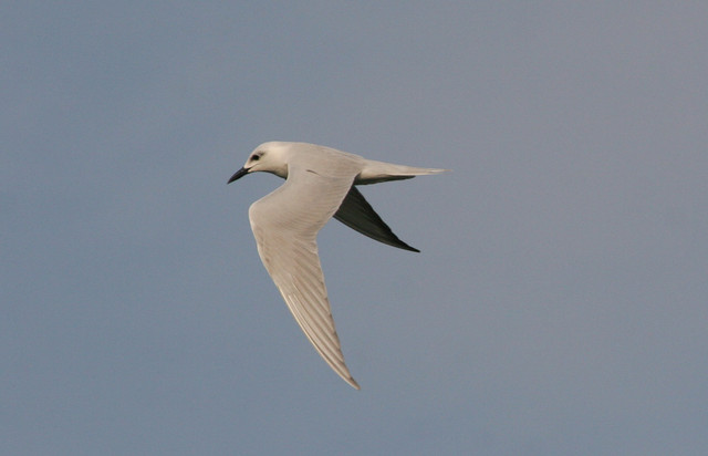 Hietatiira Gelochelidon nilotica Gull-billed Tern