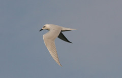 Hietatiira Gelochelidon nilotica Gull-billed Tern