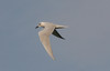 Hietatiira Gelochelidon nilotica Gull-billed Tern