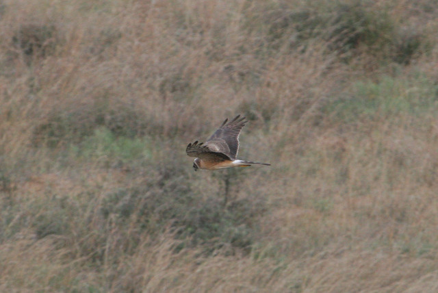 Arosuohaukka Circus macrourus Pallid Harrier 1cy