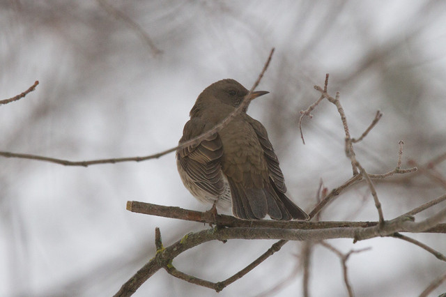 Mustakaularastas Turdus atrogularis Black-throated Trush +1cy male