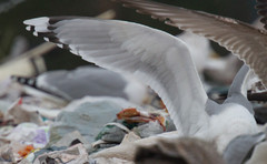 Aroharmaalokki Larus cachinnans Caspian Gull adult