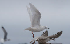 Grönlanninlokki Larus glaucoides Iceland Gull 3cy