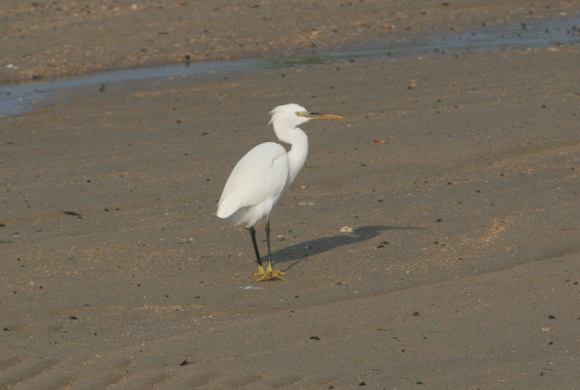 Riuttahaikara Egretta gularis Western Reef Egret