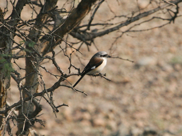 Intianpikkulepinkäinen Lanius vittatus Bay-backed Shrike