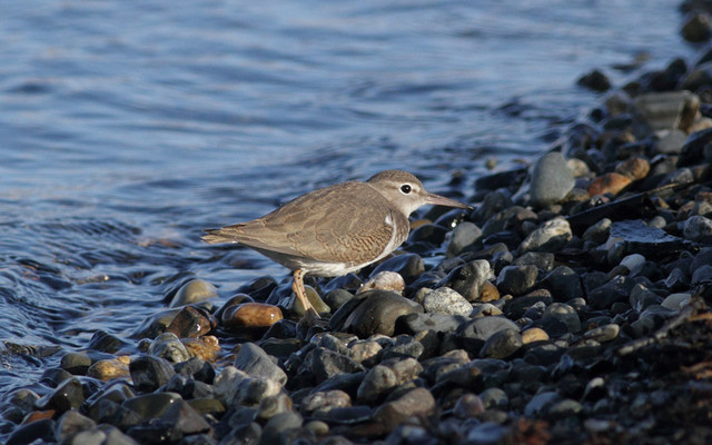 Amerikansipi Actitis macularius Spotted Sandpiper 1cy