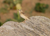 Mongoliankirvinen Anthus godlewski Blyth´s Pipit singing male