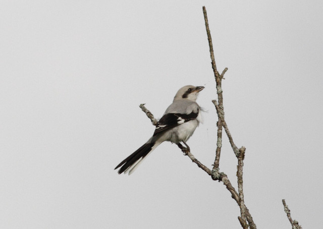 Isolepinkäinen Lanius excubitor Great Grey Shrike 1cy ssp excubitor July 2012