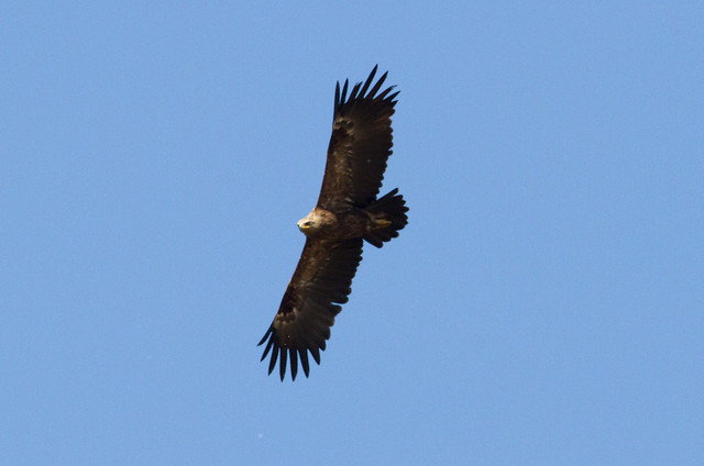 Kiljukotka x pikkukiljukotka Aquila clanga x pomarina Greater Spotted Eagle x Lesser Spotted Eagle adult