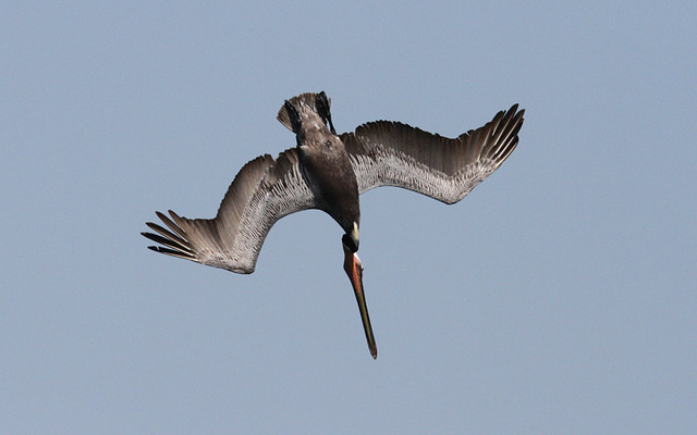 Ruskopelikaani Pelecanus occidentalis Brown Pelican adult