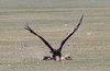 Munkkikorppikotka Aegypius monachus Black Vulture 
