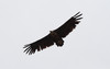 Munkkikorppikotka Aegypius monachus Black Vulture