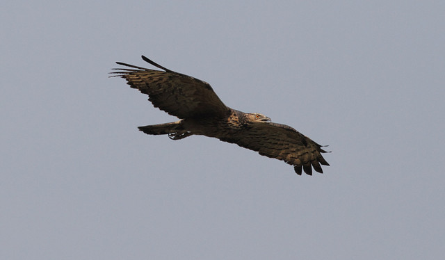 Idänmehiläishaukka Pernis ptilorhyncus Oriental Honey Buzzard female