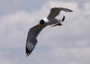 Mustapäälokki Pallas´s Gull Larus ichthyaetus 3cy