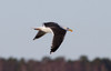 Merilokki Larus marinus Greater Black-backed Gull adult