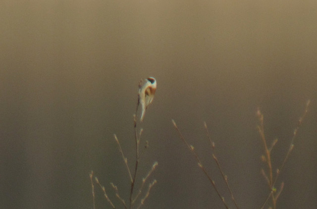 Document photo: pussitiainen Remix pendulinus Penduline Tit