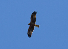 Kääpiökotka Aquila pennata Booted Eagle dark morph