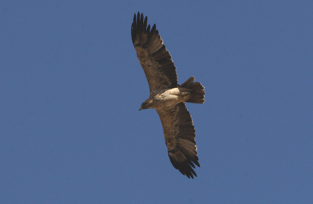 Keisarikotka Eastern Imperial Eagle Aquila heliaca subadult