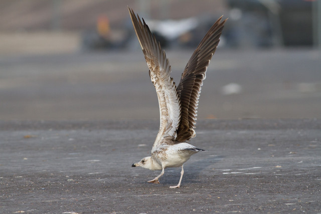 Selkälokki Lesser Black-backed Gull Larus fuscus ssp fuscus 2cy/2kv