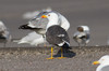 Selkälokki Lesser Black-backed Gull Larus fuscus ssp heuglini/intermedius/graellsii