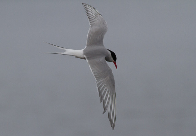 Lapintiira Sterna paradisaea Arctic Tern adult