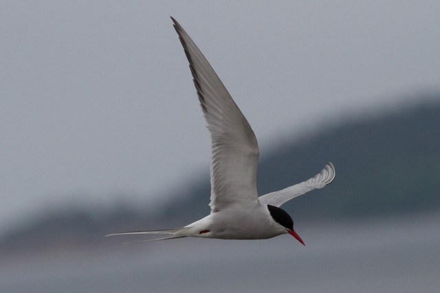 Lapintiira Sterna paradisaea Arctic Tern adult