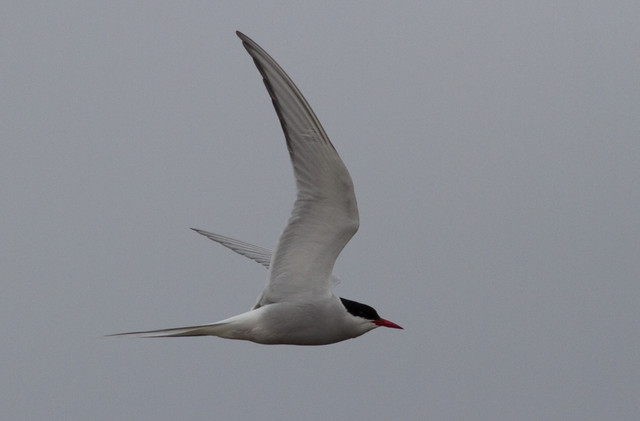 Lapintiira Sterna paradisaea Arctic Tern adult