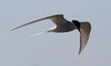 Lapintiira Sterna paradisaea Arctic Tern adult