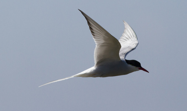 Lapintiira Sterna paradisaea Arctic Tern adult