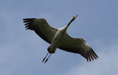 Kurki Common Crane Grus grus 