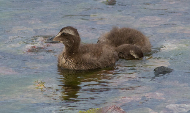 Haahka Somateria mollissima Common Eider pullus