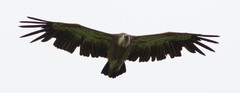 Hanhikorppikotka Gyps fulvus Griffon Vulture moulting adult