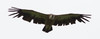 Hanhikorppikotka Gyps fulvus Griffon Vulture moulting adult
