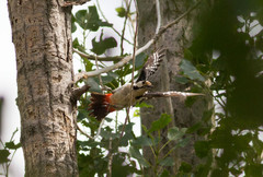 Syyriantikka Dendrocopos syriacus Syrian Woodpecker