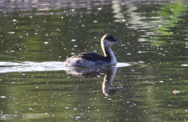 Mustakurkku-uikku Podiceps auritus Slavonian Grebe 1cy