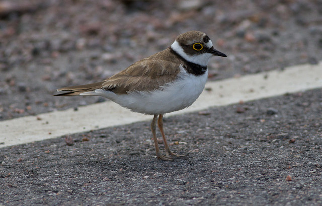 Pikkutylli Charadrius dubius Little Ringed Plover adult