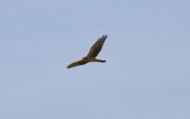 Arosuohaukka Circus macrourus Pallid Harrier 1cy