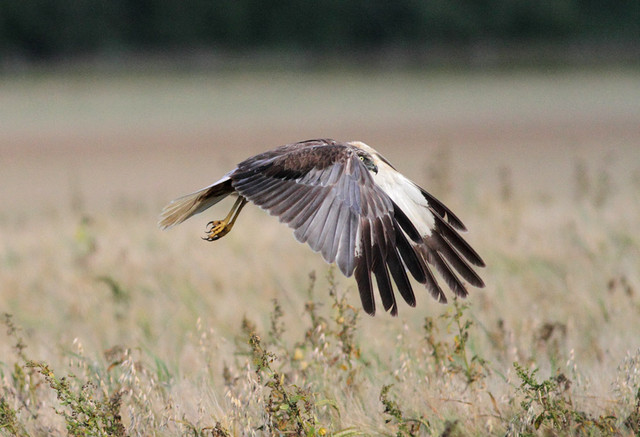 Ruskosuohaukka Circus aeruginosus Marsh Harrier male