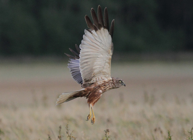 Ruskosuohaukka Circus aeruginosus Marsh Harrier male