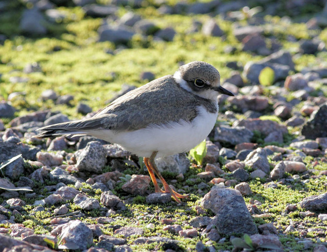 Pikkutylli Charadrius dubius Little Ringed Plover 1cy