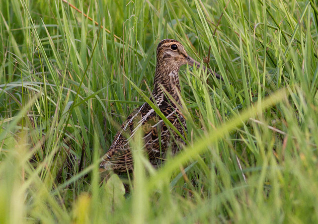 Heinäkurppa Gallinago media Great Snipe