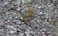 Lapinsirkku Calcarius lapponicus Lapland Bunting 
