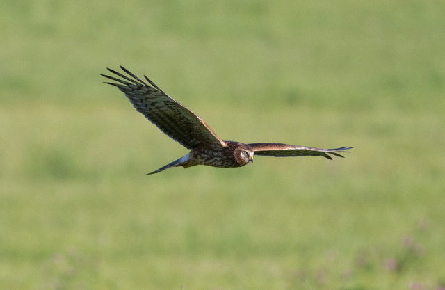 Sinisuohaukka Circus cyaneus Hen Harrier 1cy male