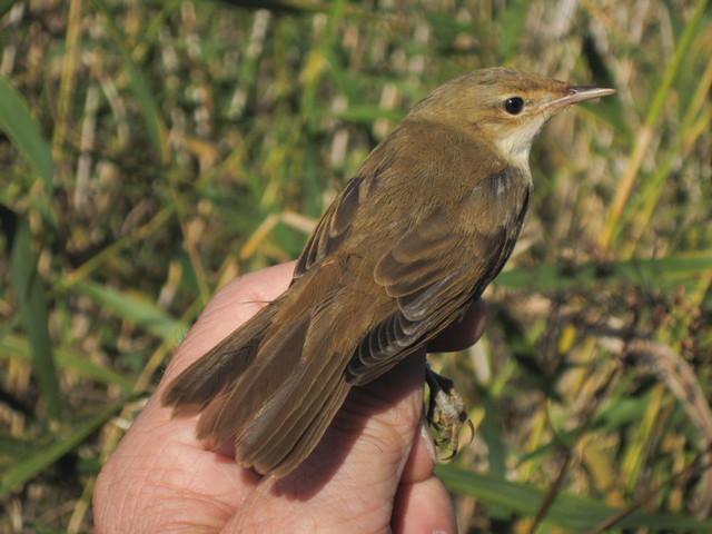 Luhtakerttunen Acrocephalus palustris Marsh Warbler 1cy