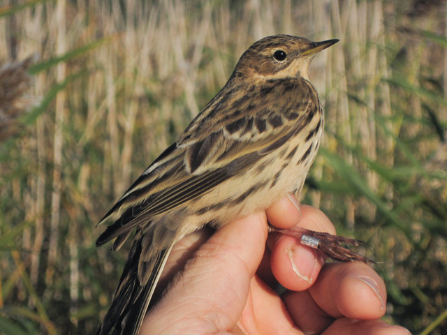 Lapinkirvinen Anthus cervinus Red-throated Pipit 1cy