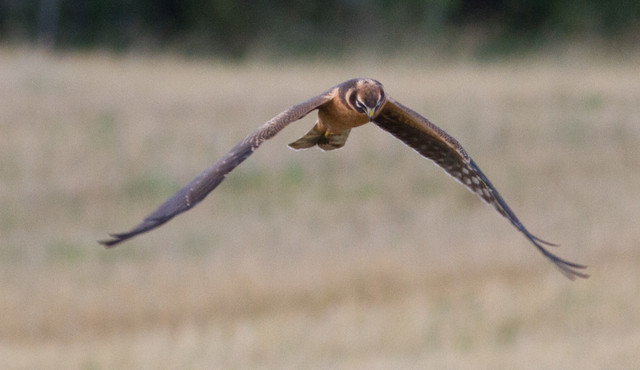 Arosuohaukka Circus macrourus Pallid Harrier 1cy female